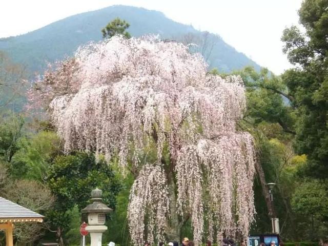 你若全部去过就是神，最全日本名胜赏樱地都在这儿