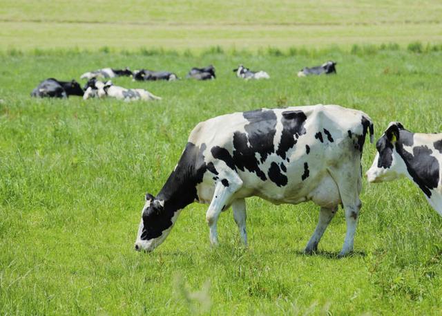 日本牛奶香浓醇香的秘密?彻底分析日本牛奶的秘密!