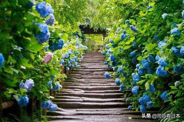 只有6月梅雨时节才能看到的绝美景色--东京的花季与雨季