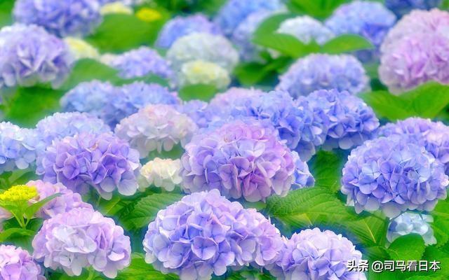 只有6月梅雨时节才能看到的绝美景色--东京的花季与雨季