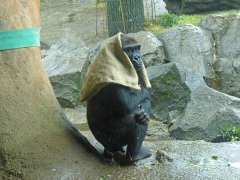 日本40岁母猩猩成网红 一下雨就把麻袋披头上(图