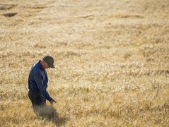 中国停止购买后 川普将大量美国农产品强卖给日