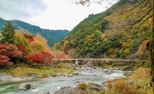 你们说,台风过后,日本还能剩下多少红叶?