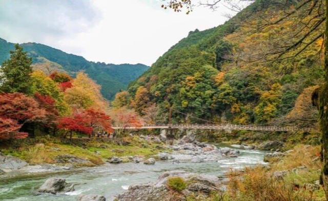 你们说，台风过后，日本还能剩下多少红叶？