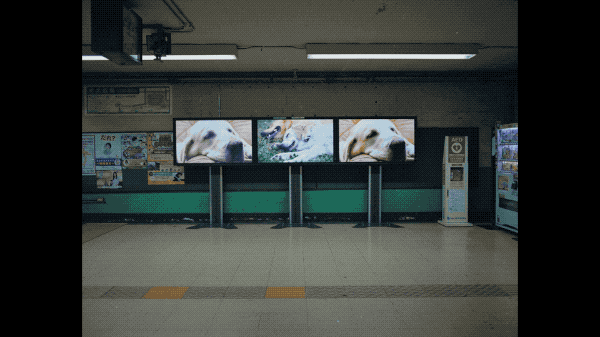 日本每年3万人自杀,韩星自杀成风…他探访3大自杀圣地,让人心惊