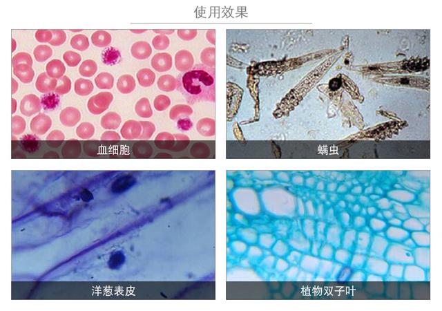 日本传奇科学家，为拉经费夸下海口，破译长生不老第一步