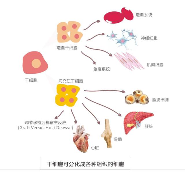 日本传奇科学家，为拉经费夸下海口，破译长生不老第一步