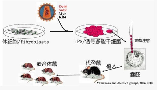 日本传奇科学家，为拉经费夸下海口，破译长生不老第一步