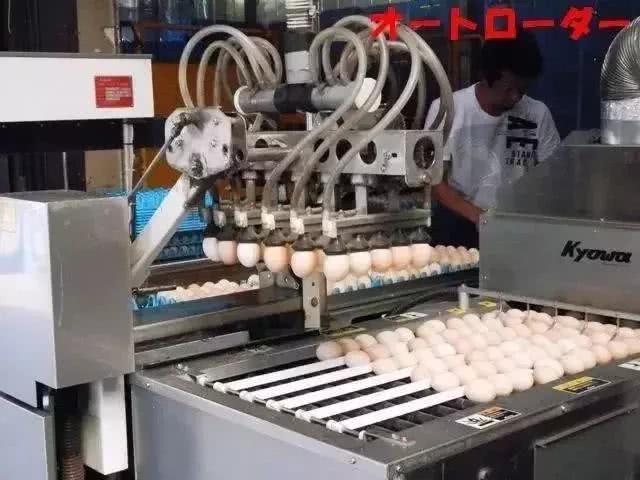 日本的生鸡蛋为什么可以生吃?跟国内有什么不同,原来如此