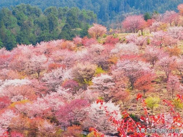 美媒评选25处日本最美景,无一不是夺人语言的美