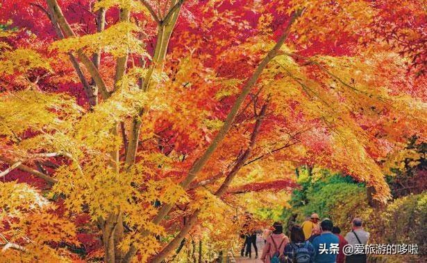 美媒评选25处日本最美景,无一不是夺人语言的美