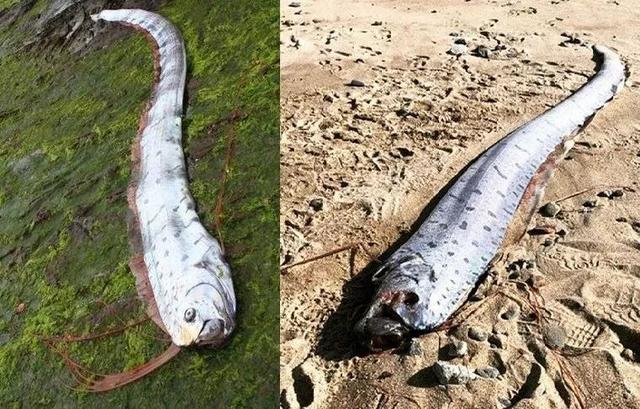 是反常事件发生先兆?日本福井县码头出现地震鱼,还一次出现两条