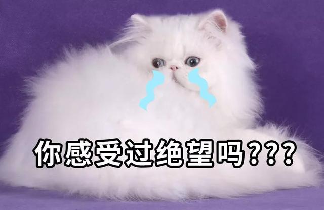赌上国运!日本真的输不起