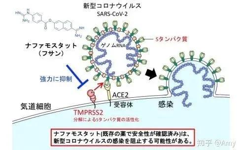 东京大学宣布已找到阻止新冠病毒的入侵的药物