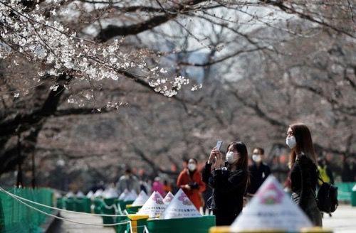这个樱花旺季,手握100间日本民宿的人却惨淡到谷底
