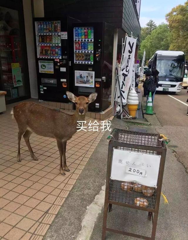 这个樱花旺季，手握100间日本民宿的人却惨淡到谷底