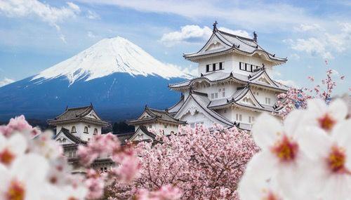 这个樱花旺季,手握100间日本民宿的人却惨淡到谷底