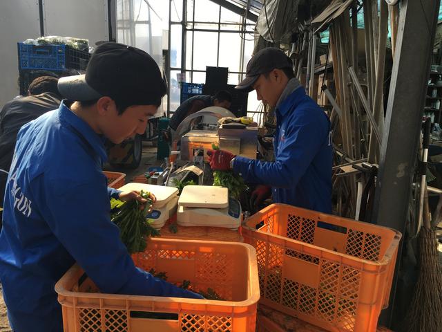 系统式压迫:日本技能实习生制度的历史和特点