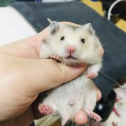 自家繁殖仓鼠（金丝熊）出售，一只2000日元送鼠