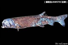 日本深海“食物链王” 2.5米长神祕巨鱼现踪