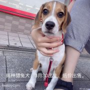 纯种猎免犬3月30出生 低价出售。