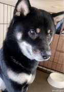 1只1岁柴犬（黑）求领养