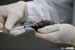 日本科学家用2只雄鼠性细胞同性生殖「生出」幼鼠